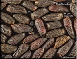   Seeds:   Hesperis matronalis ; Photo by J. Macdonald, RSABG
